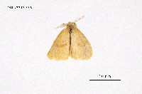 藏品(褐帶小黃毒蛾)的圖片